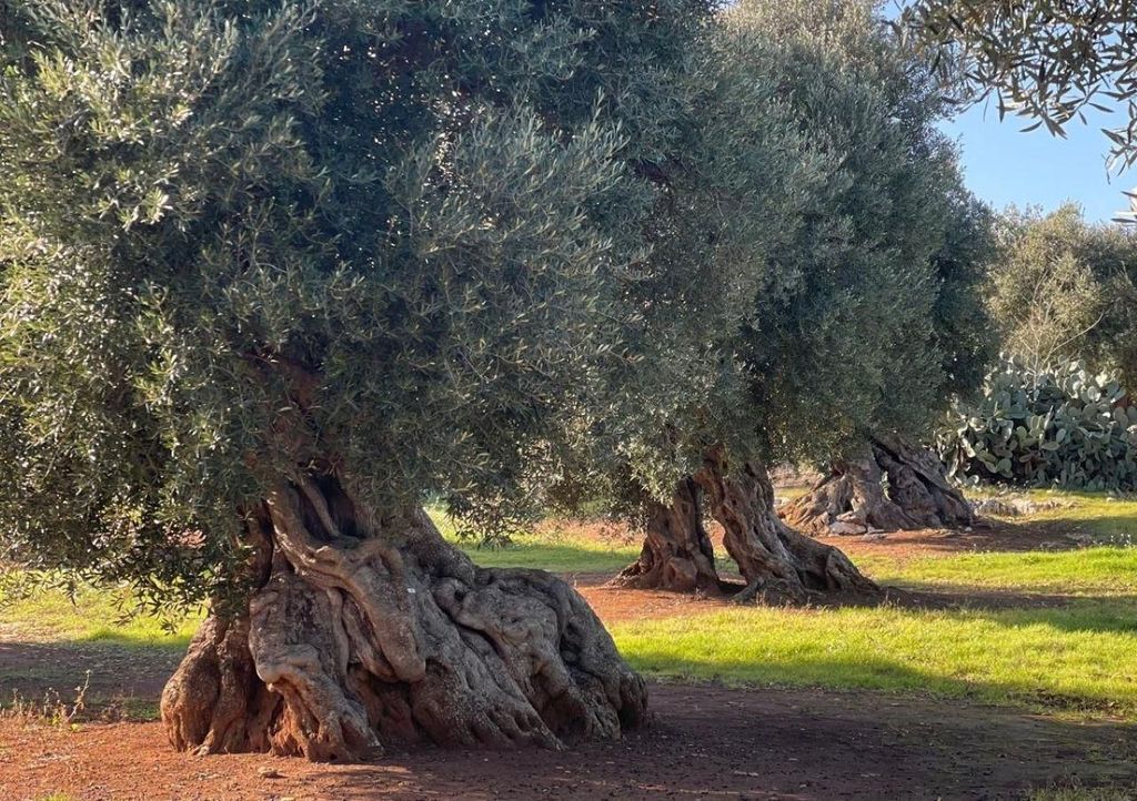 Ostuni: Olivenöltour mit Verkostung und Besuch der Mühle