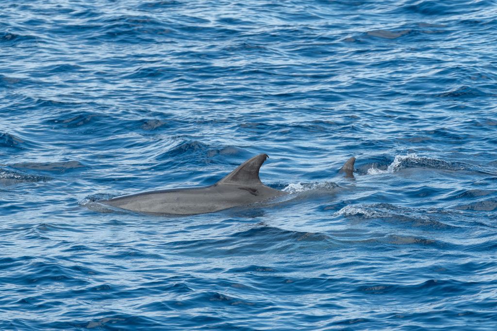 Poreč: Delfinbeobachtungstour in der Bucht von Lim mit Getränken