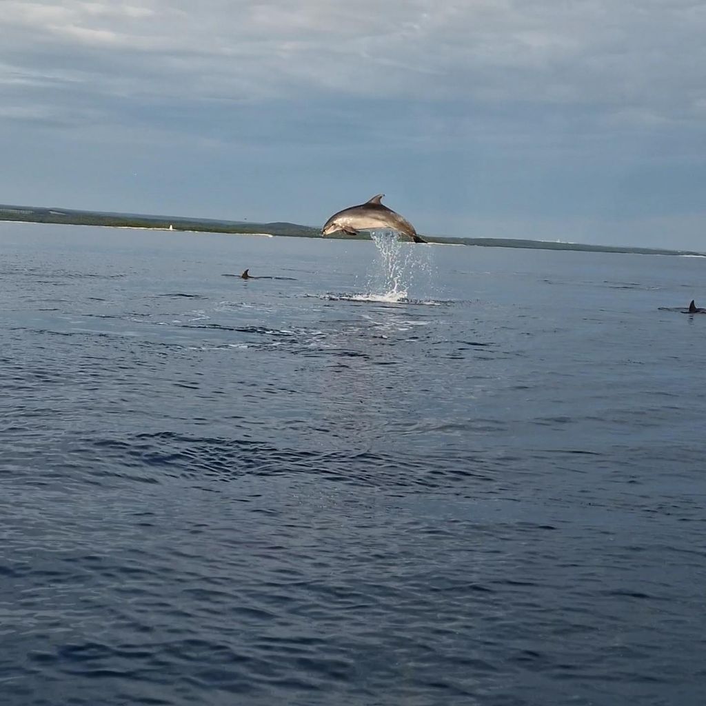 Delphin private Tour zum Sonnenuntergang Rovinj