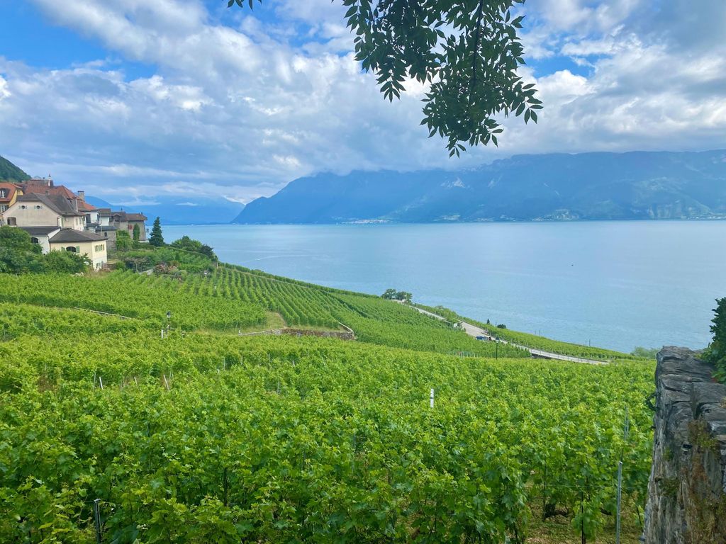 Gruyères & Lavaux-Weinberg mit Käse & Wein | Von Bern aus