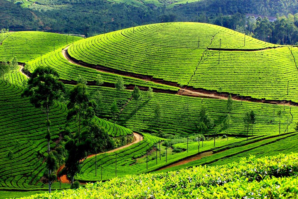 Munnar Private Tagestour