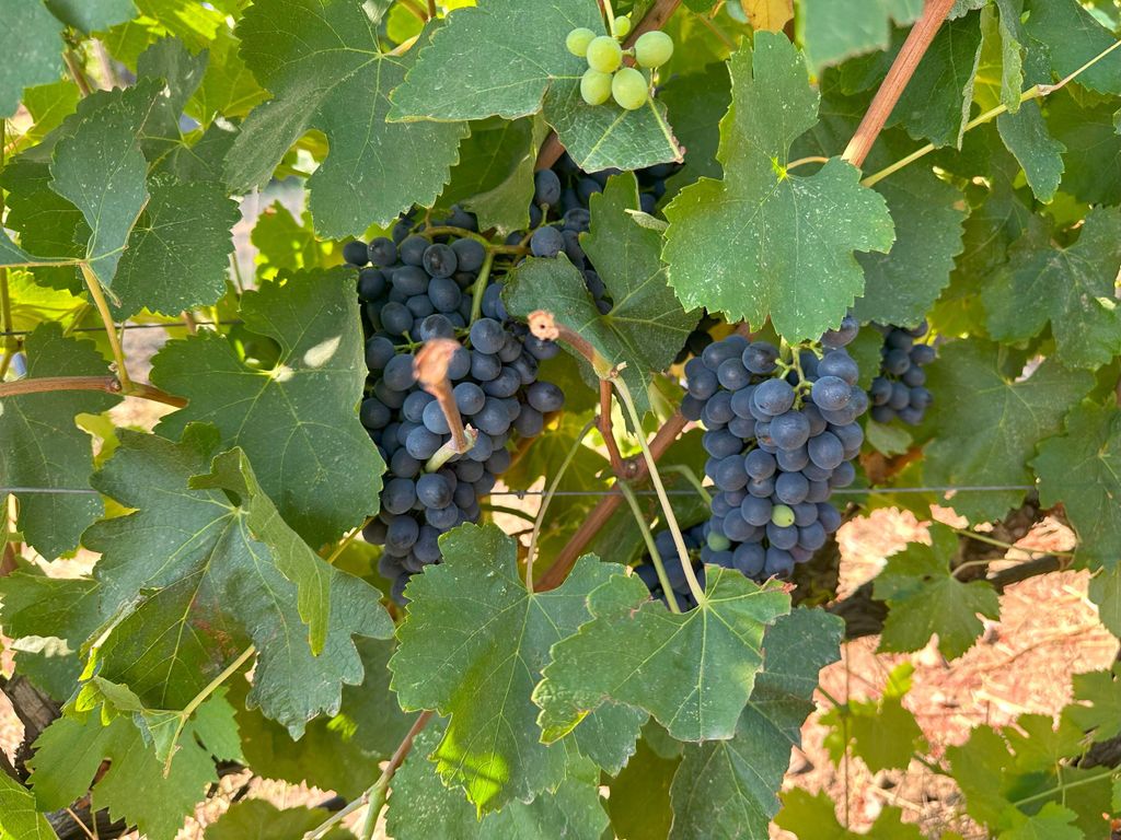 Toskana: Geführte Radtour durch Bolgheri mit Weinprobe