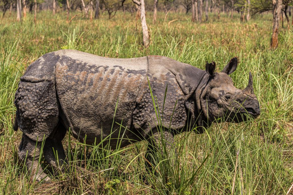 Chitwan: 3-tägige Luxus-Safari mit Zimmer, Mahlzeiten & Transfers