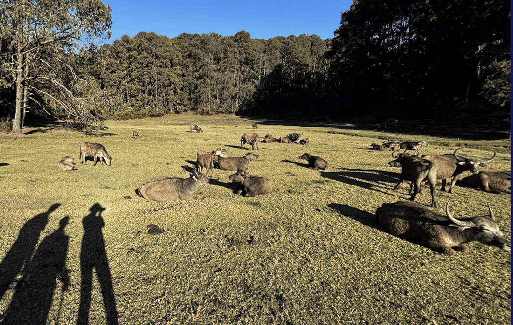 Ooty: Stammeswanderung mit dem Stamm der Toda und einem Naturforscher