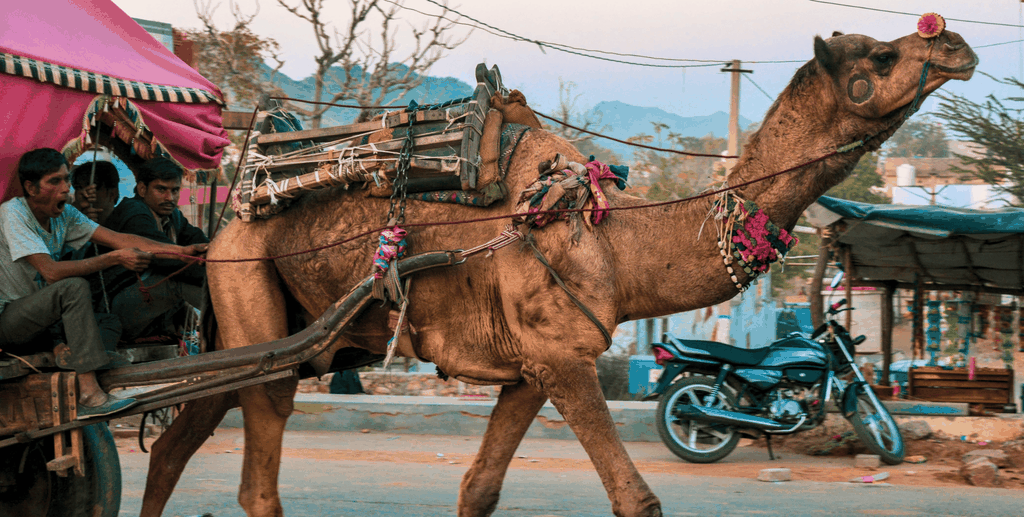 Von Jaipur aus: Ajmer Pushkar Private Tour mit Taxi und Guide