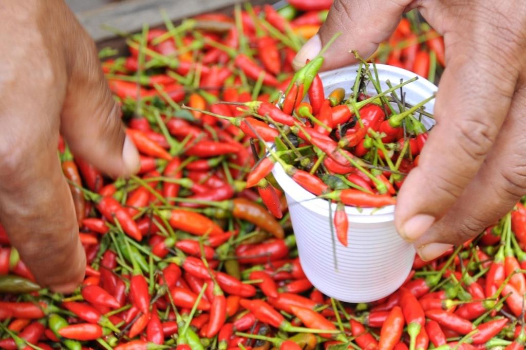 Belém: Ver-o-Peso-Markt und ganztägige Städtetour mit Mittagessen