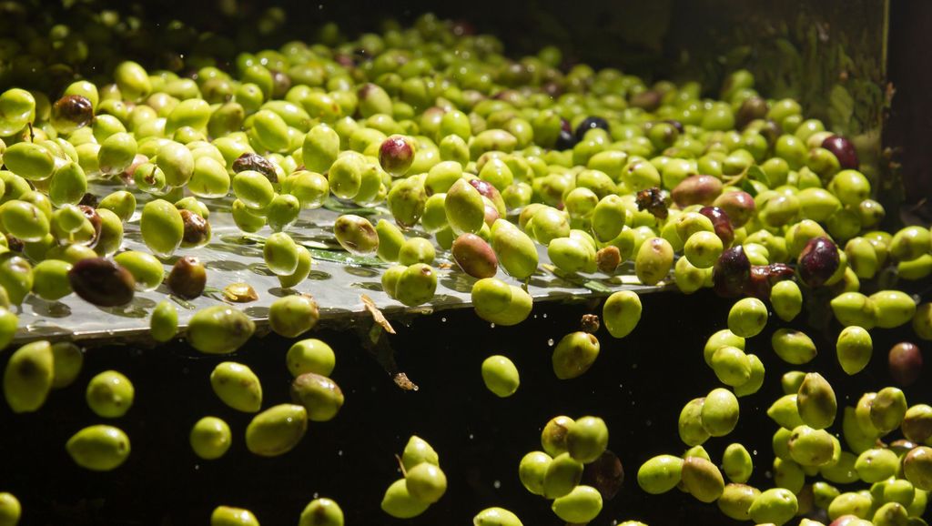 Besuch einer Almazara + Verkostung von extra nativem Olivenöl: Baeza