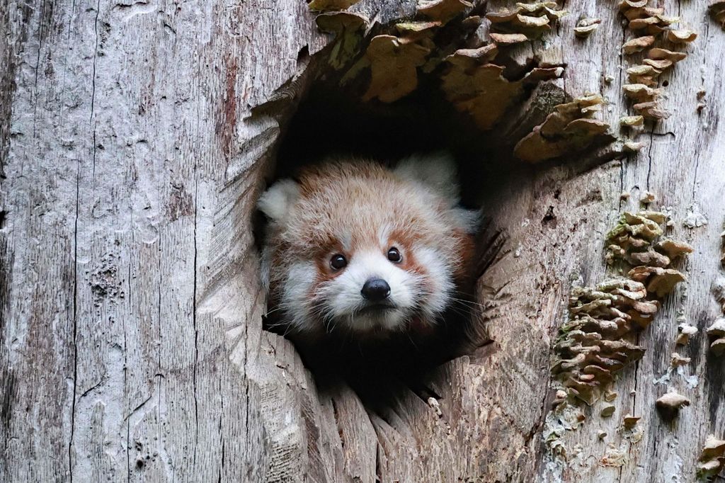 Wuppertal: Eintritt in den Grünen Zoo Wuppertal
