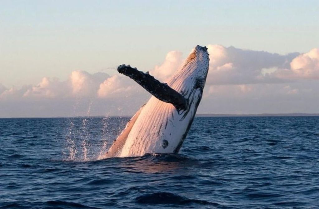 Lyttelton Port: Tagestour 3 Optionen für Kreuzfahrtpassagiere
