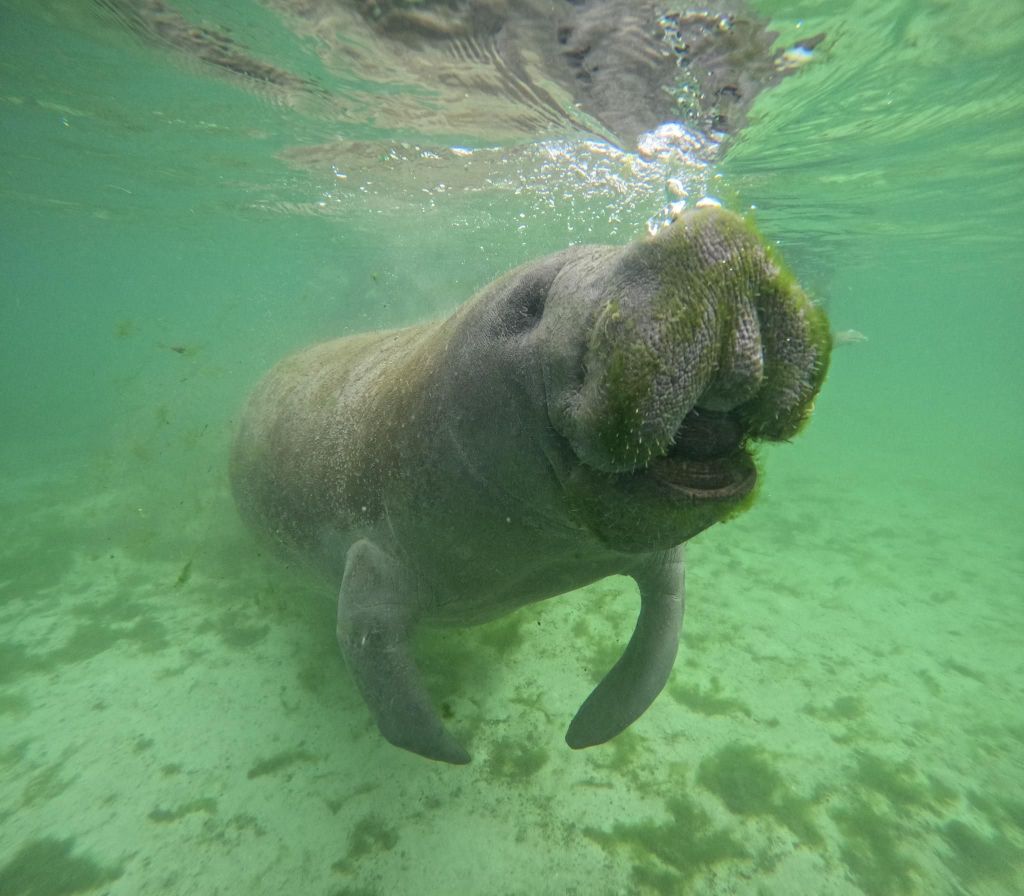 Crystal River: Manatee In-Water Schnorchel Tour