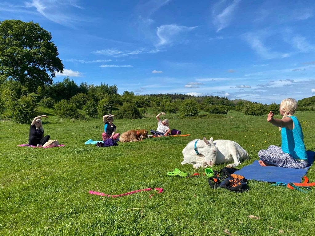 Canterbury: Yoga mit Ziegen und Schafen
