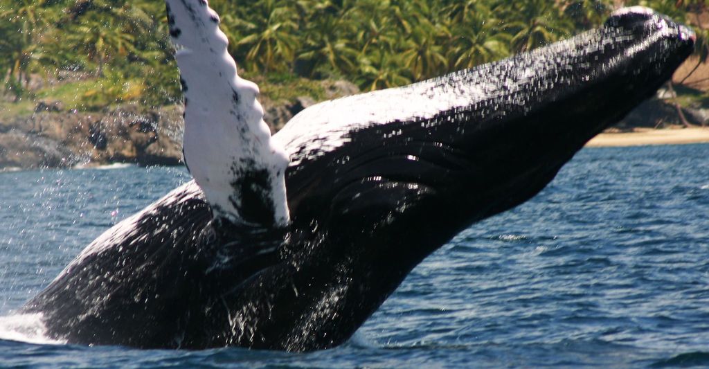 Samana: Whale Watching Tour