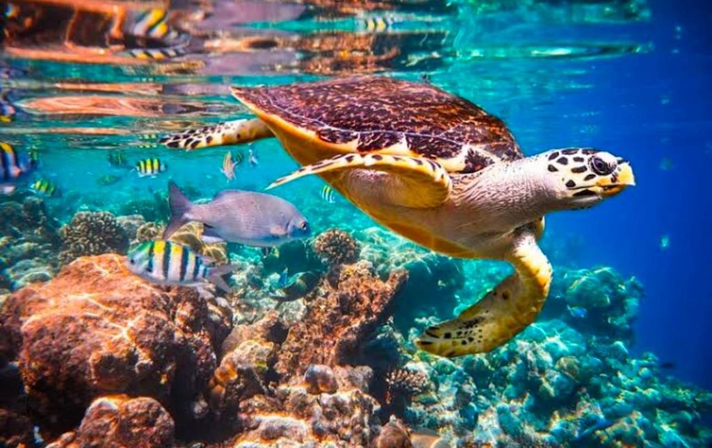 Sansibar: Jozani-Wald & Salaam-Höhle + Abholung & Eintritt