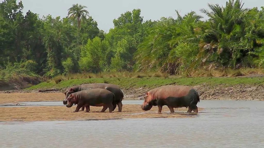 Von Dar es Salaam: Saadani National Park 2-Tages-Safari