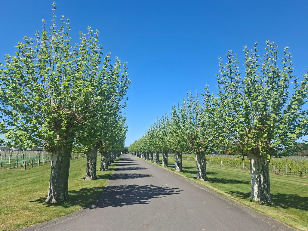 Napier: 3 tolle Weingüter, Gourmet-Mittagessen & Verkostungen