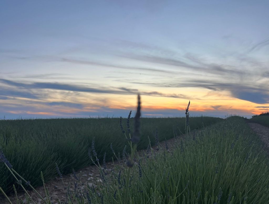 Ein provenzalisches Picknick bei Sonnenuntergang in den Lavendelfeldern