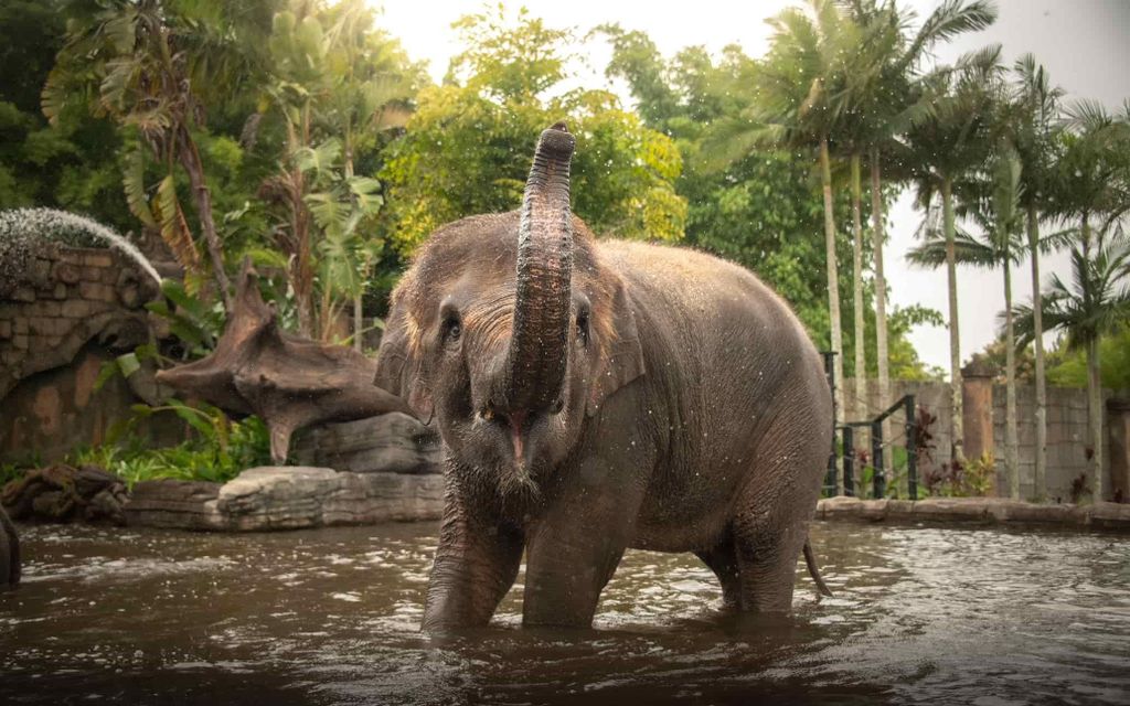Von Brisbane: Transfer zum Australia Zoo und Ticket