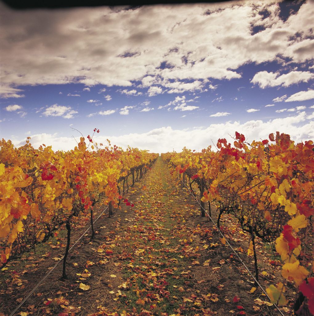 Yarra Valley: Weintour mit Mittagessen in der Yering Station