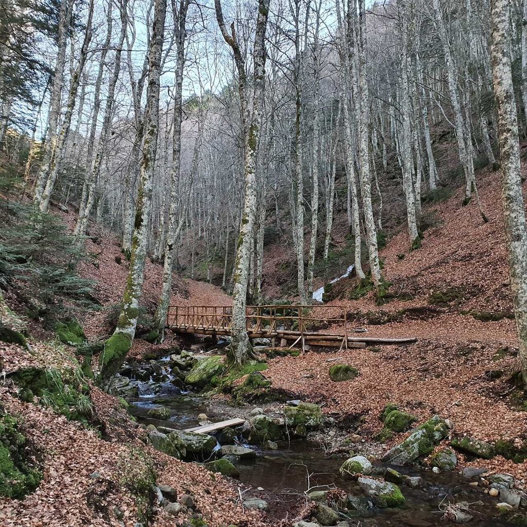 Gambarie: Private geführte Wald-Trekking-Tour