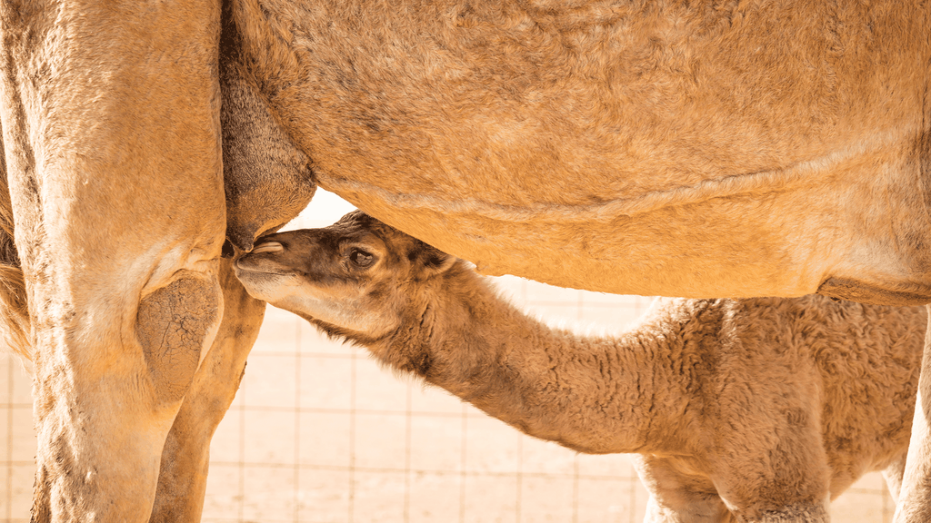 Salalah: Besuch einer Kamelfarm mit Verkostung von Kamelmilch und Kamelfleisch