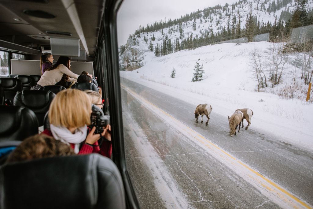 Jasper: Winter Wildlife Bustour im Jasper National Park