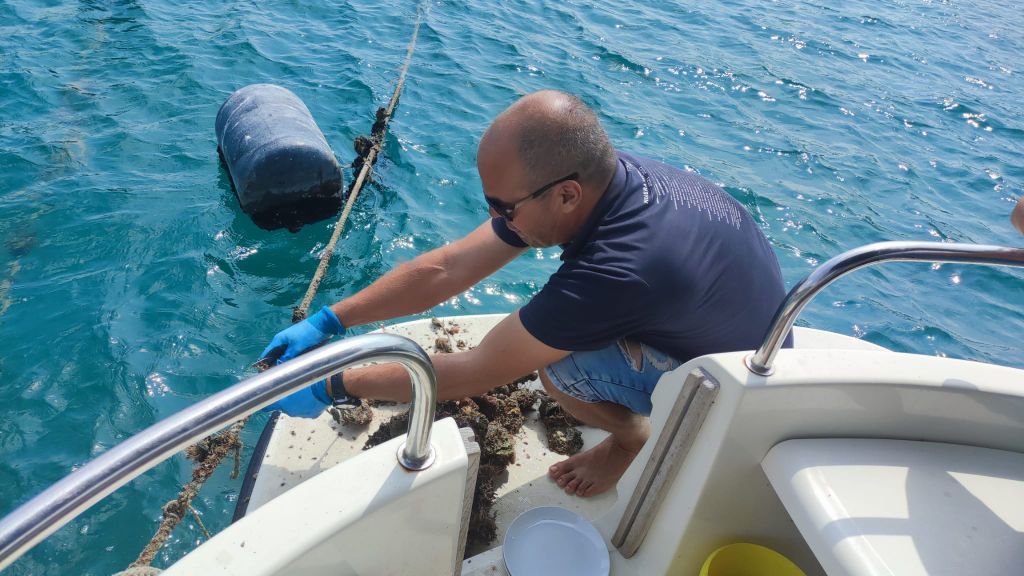 Dubrovnik: Austern-, Muschel- und Weinverkostungstour in Ston