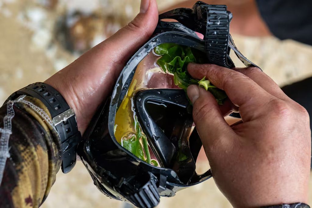 Kauai: Mālama Kai Schnorchel-Abenteuer & Riffreinigung