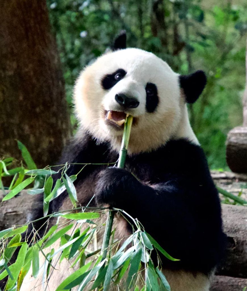 Chengdu: Sichuan-Oper, Panda-Station & Sanxingdui-Museumstour