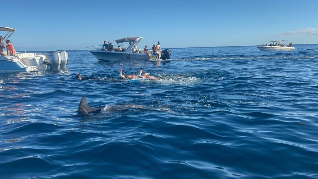 Mauritius: Schwimmen mit Delfinen, Crystal Rock & Mittagessen