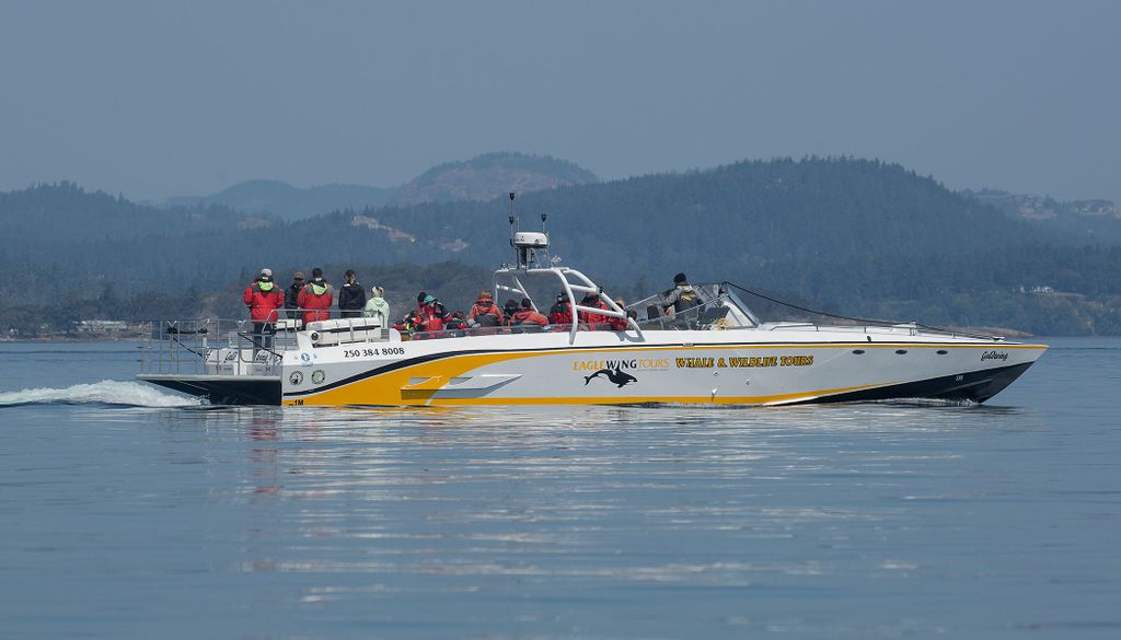Victoria: Walbeobachtungstour bei Sonnenuntergang auf einem offenen Skarabäusboot