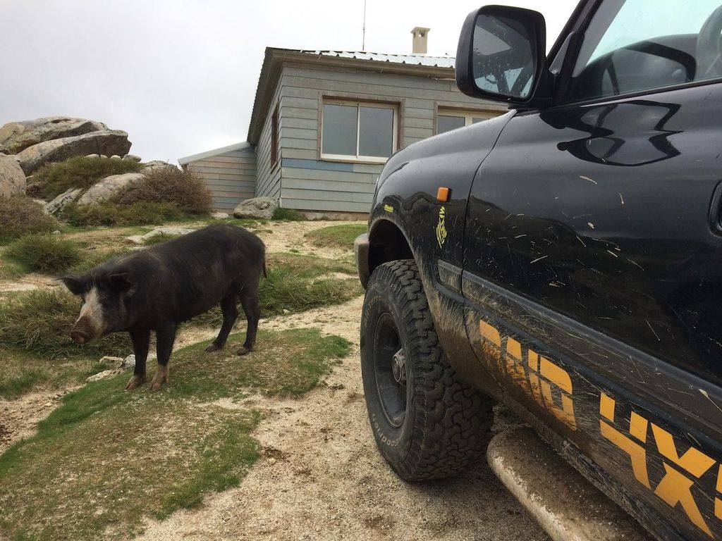 Porto Vecchio: Cuscionu Plateau & Alta Rocca 4x4 Tour