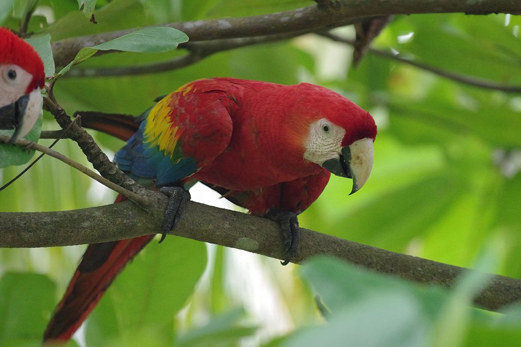 Papageien gehören zu der vielfältigen Vogelwelt auf Costa Rica