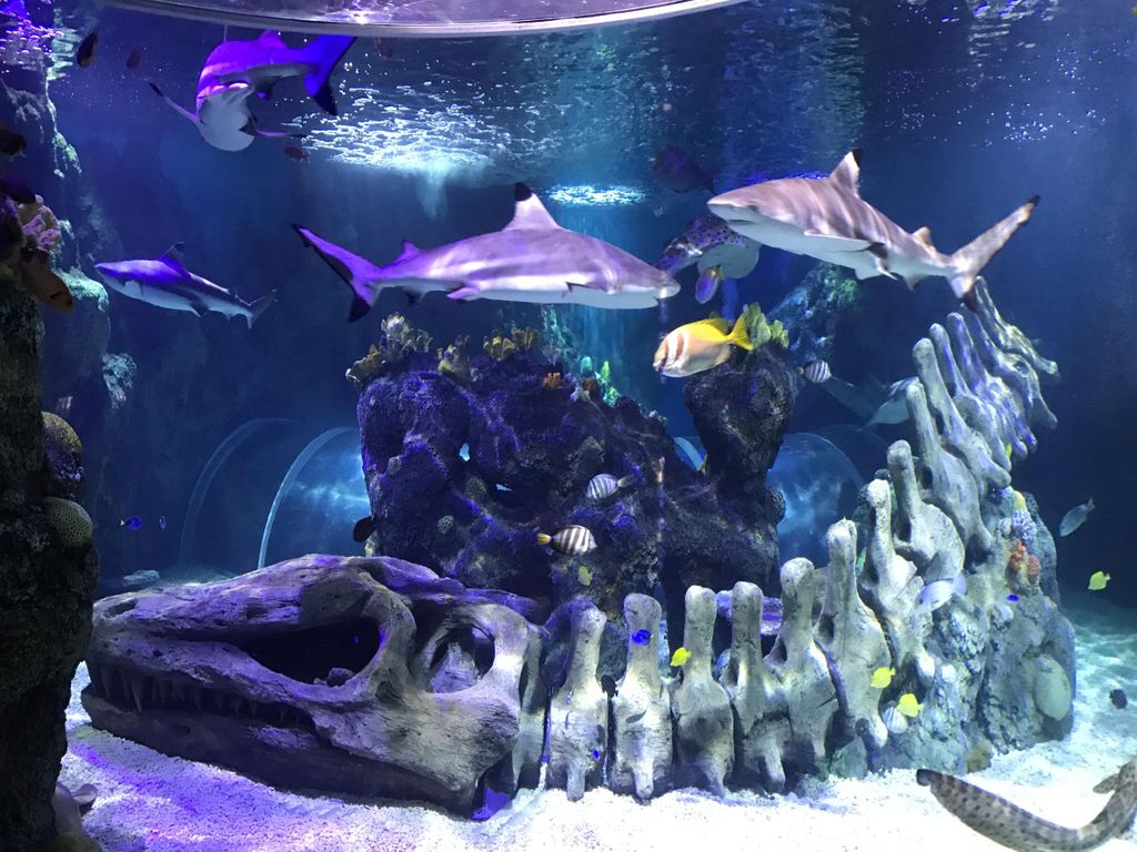 Benalmadena Aquarium Besuch