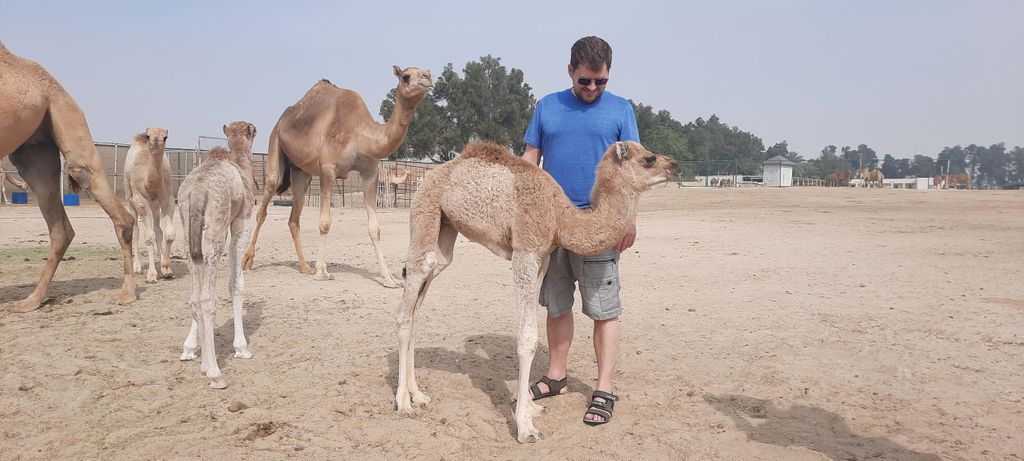 Bahrain: Halbtägige Wüstentour