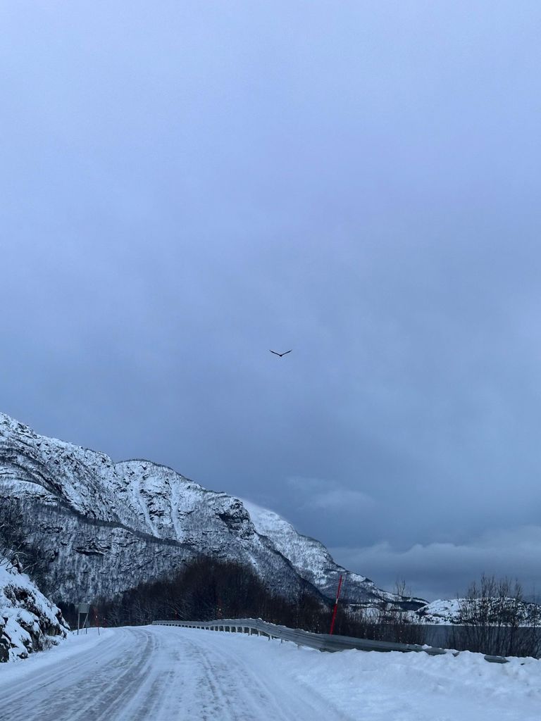Narvik/Harstad: Tagestour durch die Fjorde mit Halt auf der Rentierfarm