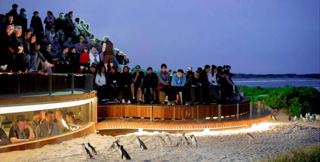 Von Melbourne aus: Phillip Island Penguin Parade Private Tour