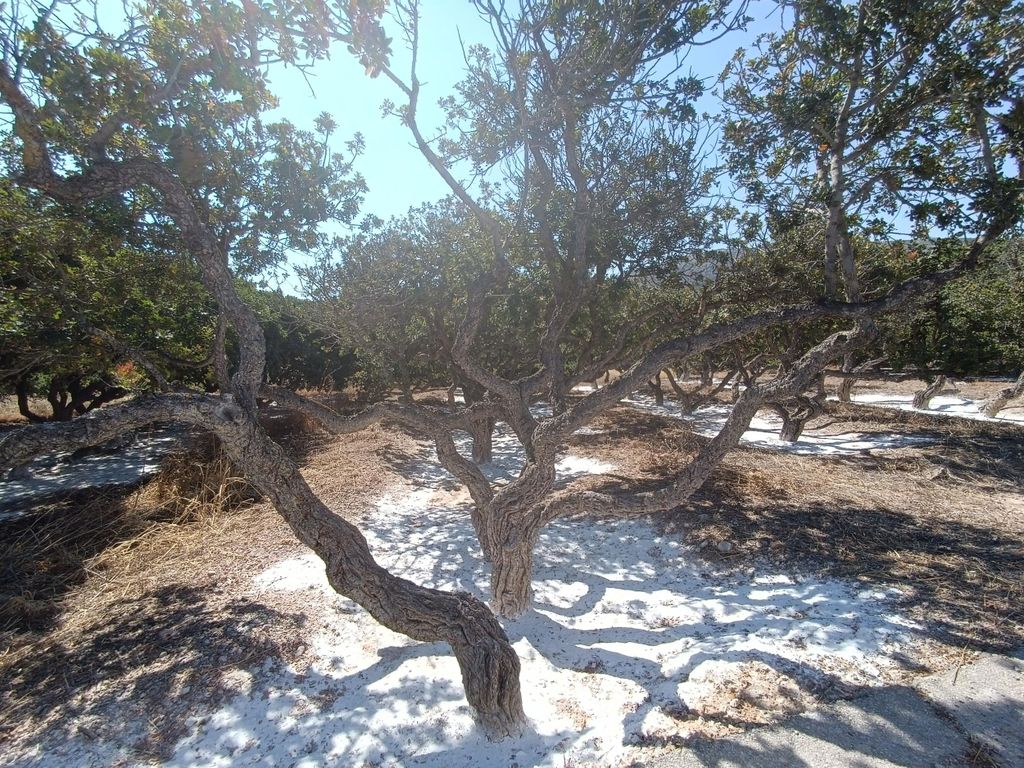 Chios: Mastiha Landausflug