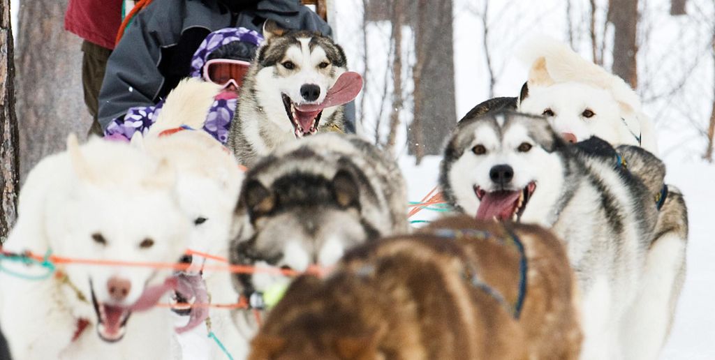 Bodø-Saltdal: Hundeschlitten-Abenteuer