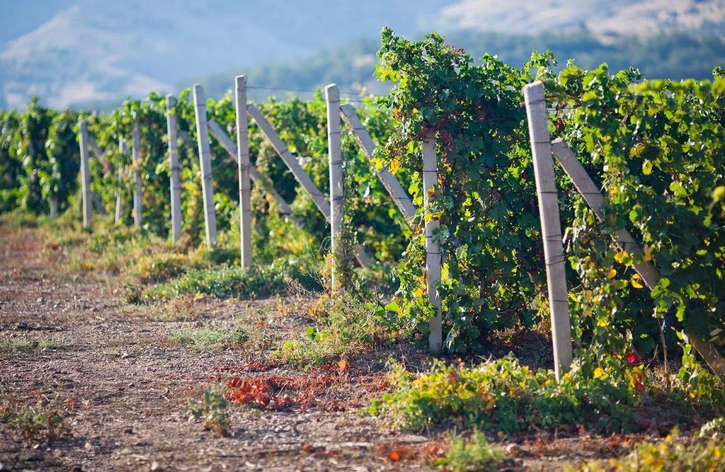 Ica | Huacachina: Wein- und Pisco-Weinberge | Tour mit Verkostung