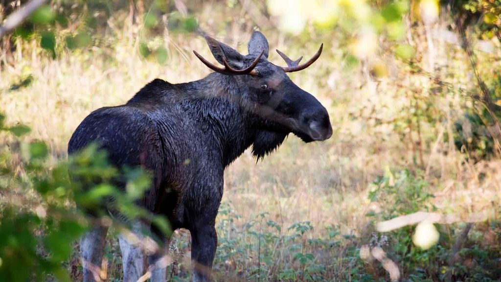 Dals Långed: Geführte Tour durch den Elchpark mit Fütterung