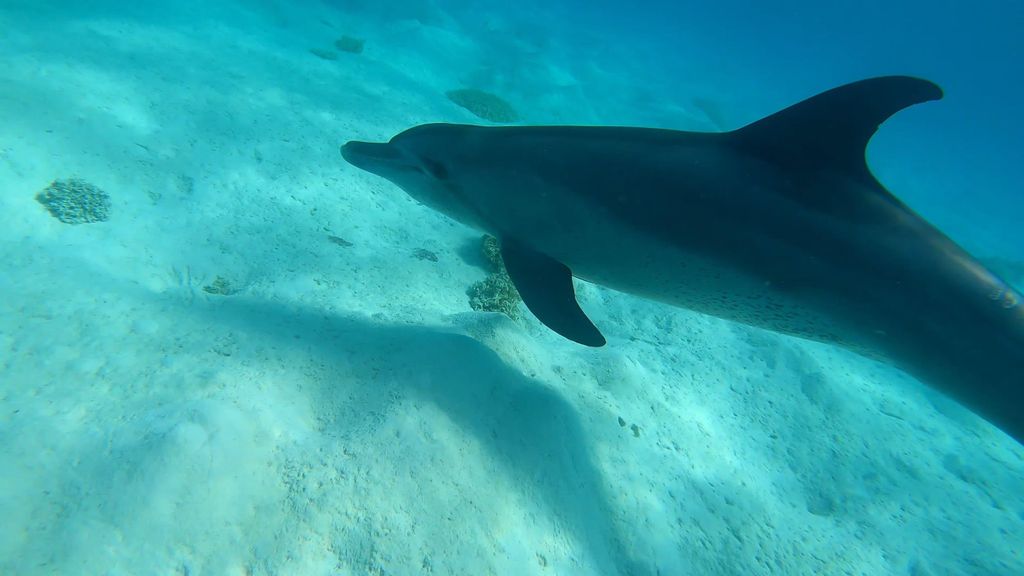 Hurghada: Private Sonnenuntergangsfahrt zur Giftun-Insel mit Früchten