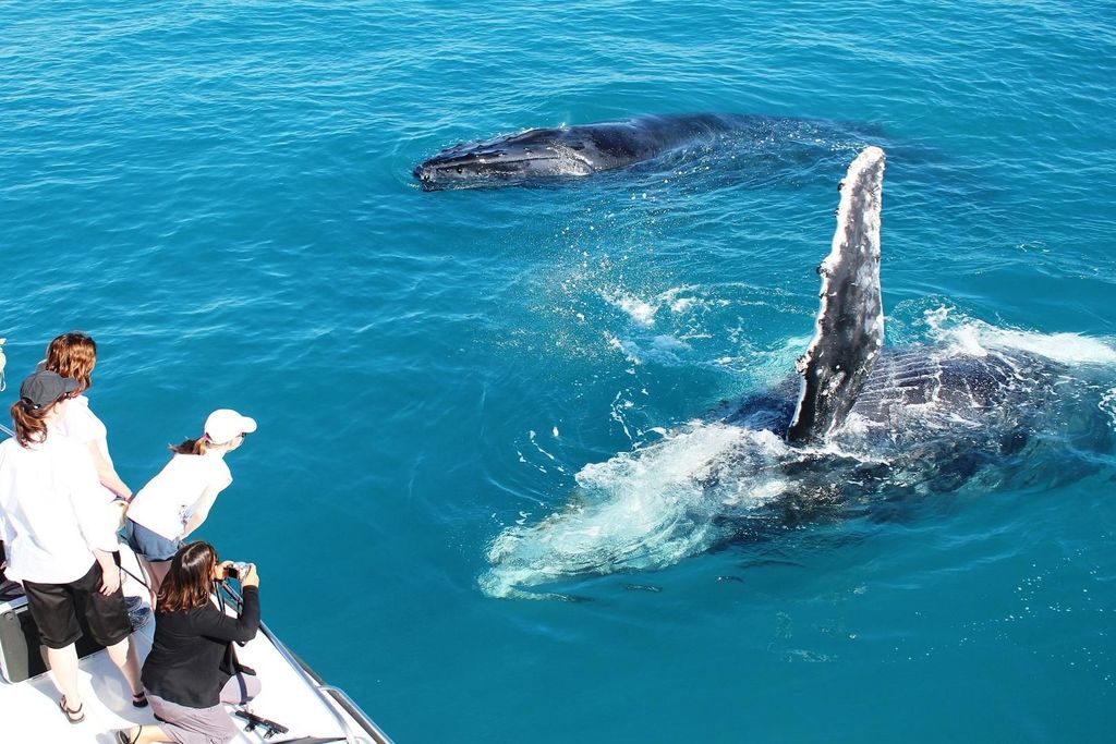 Broome: Whale-Watching-Bootsfahrt und Sonnenuntergang