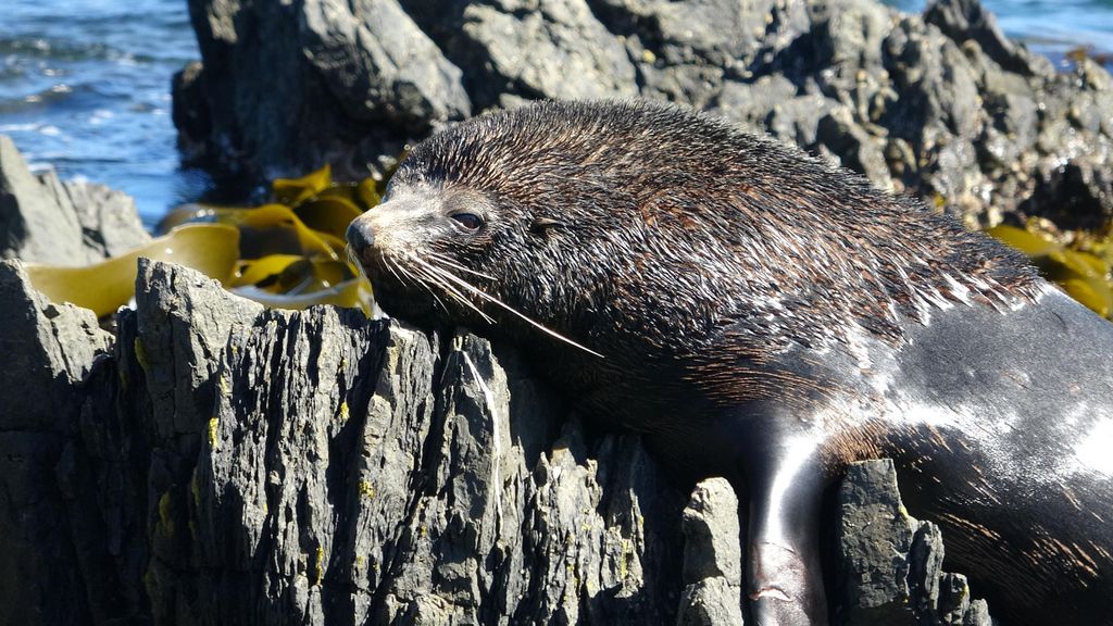 Wellington: Halbtägige Robbenküsten-Safari