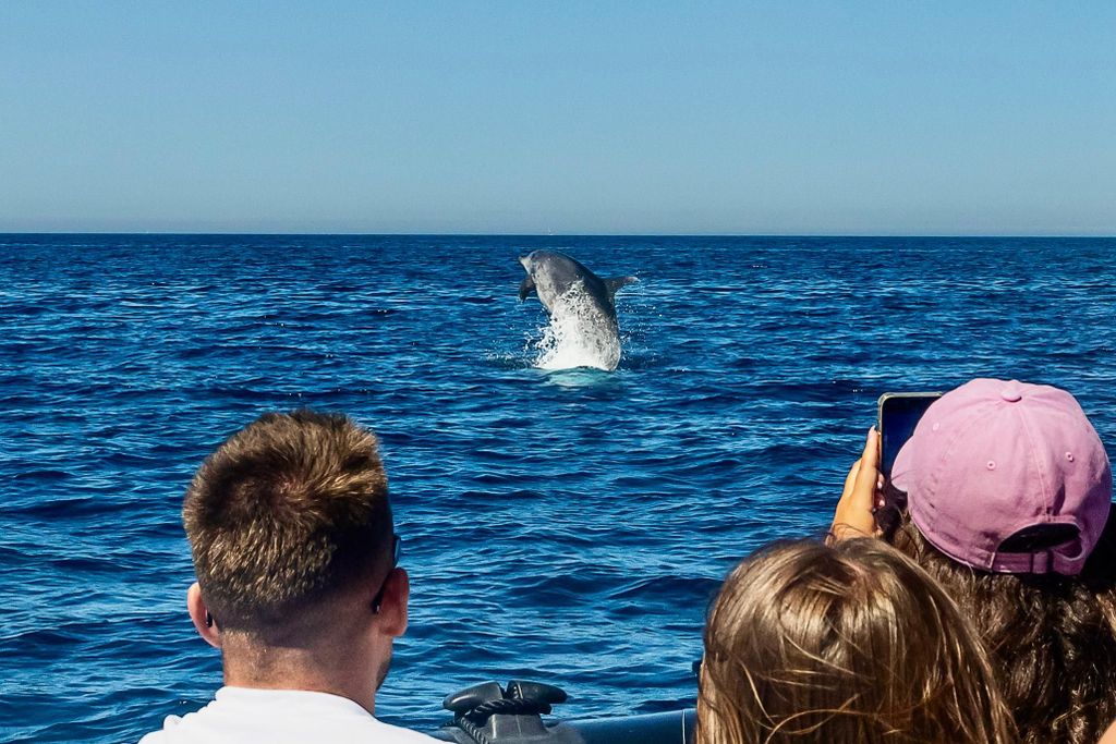 Sesimbra: Delfinbeobachtung mit Meeresbiologe