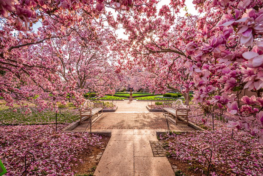 Kirschblüte in Washington