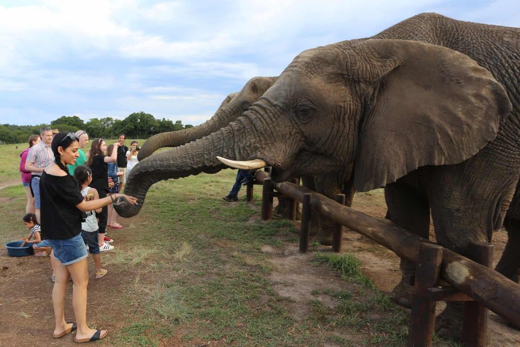 Kuhantilope: Elefant und Affe Jahrhundert Geführte Tour
