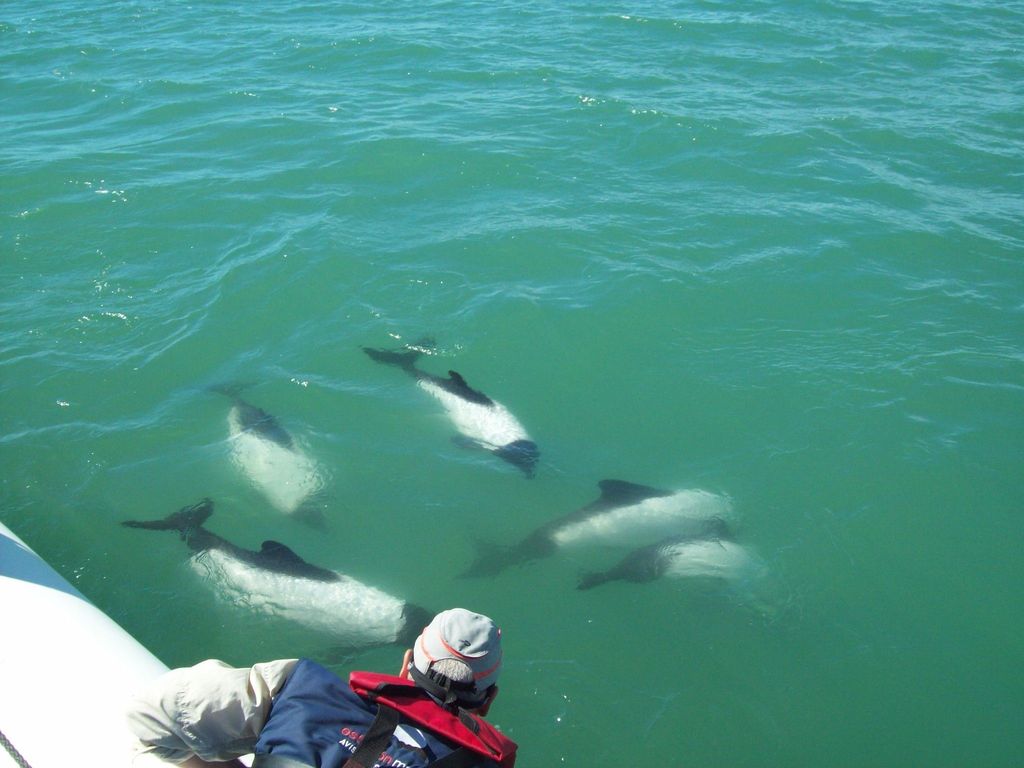 Punta Tombo+Rawson+Isla Escondida von P. Madryn oder Trelew