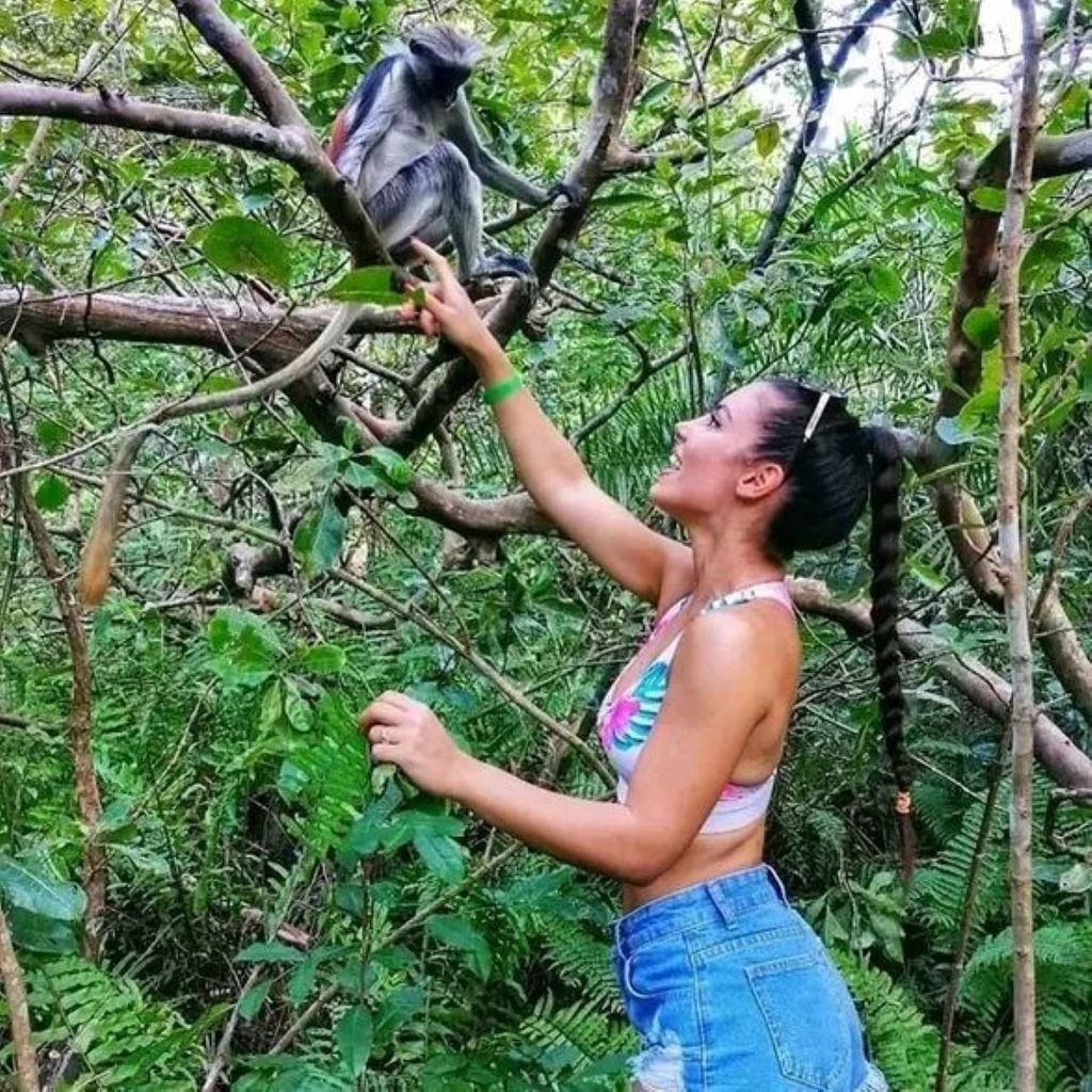 Sansibar: Red Colobus Monkeys in Jozani Forest Guided Tour