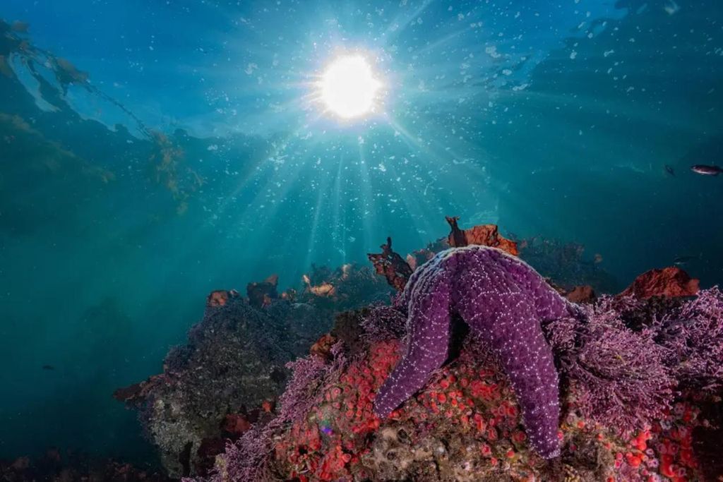 Monterey: Schnorcheltour mit Guide