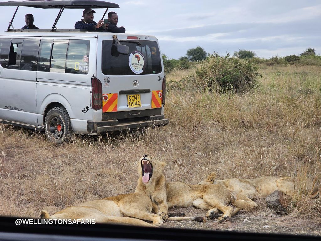 Nairobi Park Safari, Sheldricks Elefanten- und Giraffen-Waisenhaus